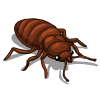 Arkansas Bed Bug